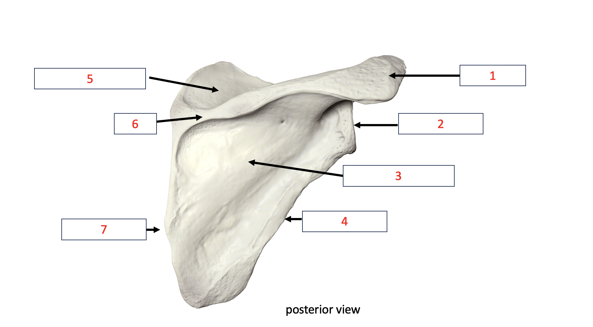 <p>surpraspinous fossa </p>