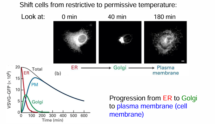 <ul><li><p>Infect mammalian cells with viruses carrying VSV-G:GFP gene with enough time to induce protein synthesis&nbsp;</p></li><li><p>Disable the virus and culture the mammalian cells at 40C</p><ul><li><p>VSV-G:GFP is retained in ER&nbsp;</p></li></ul></li><li><p>Lower temp to 32C</p><ul><li><p>VSV-G:GFP will fold and be transported out&nbsp;</p></li></ul></li></ul><p></p><p>Tracked movement</p><ul><li><p>0 mins: temp not shifted for protein accumulates in ER </p></li><li><p>40 mins after move to 32C: Fluorescent protein moved to GA </p></li><li><p>180 mins after move to 32C: fluorescent protein moved to membrane </p></li></ul><p></p><p>Graph:</p><ul><li><p>Summarizes location of&nbsp;VSV-G:GFP protein&nbsp;</p></li><li><p>y-axis: amount of fluorescence in cell in arbitrary units&nbsp;</p></li><li><p>x-axis: length of chase from 0-600 mins&nbsp;</p></li><li><p>Fluorescence dec overtime as fluorophores lose their fluoresence as they move from ER to GA to membrane </p></li></ul><p></p>