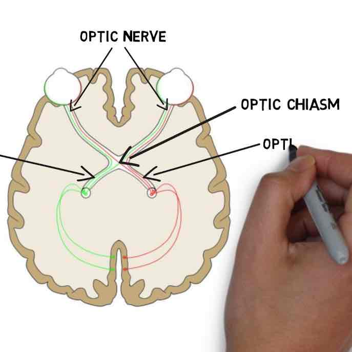<p>What is an optic chiasma?</p>