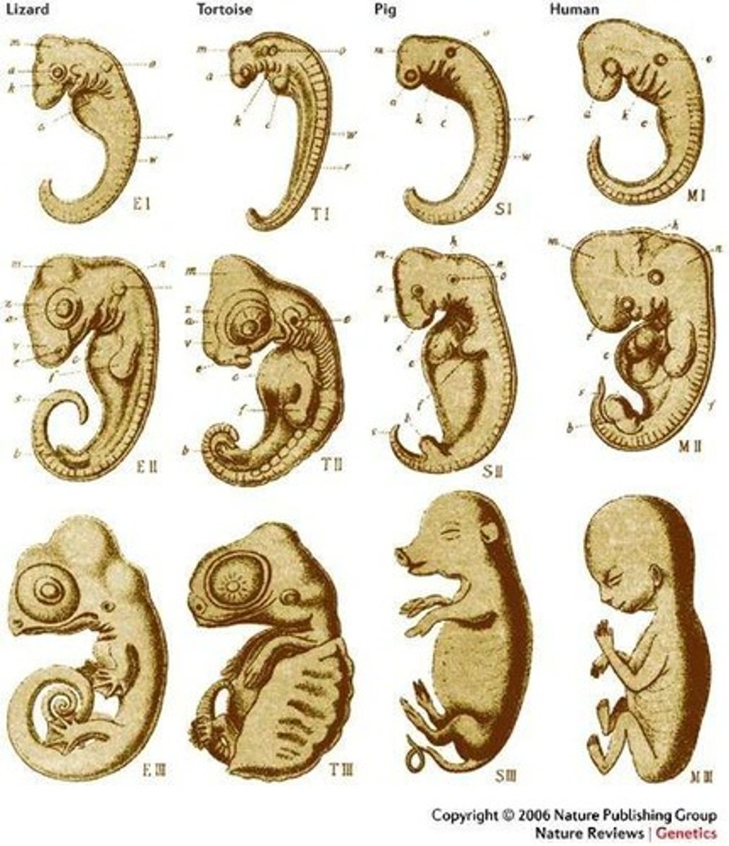 <p>The study of embryos, which can show similarities in development among different species.</p>