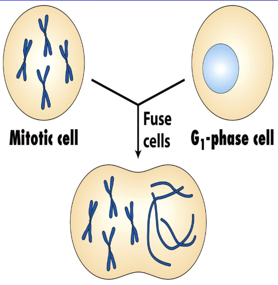 <ul><li><p><span style="color: rgb(255, 255, 255);"><span>MPF causes Nuclear Dissolution via Lamin Phosphorylation</span></span></p></li><li><p><span style="color: rgb(255, 255, 255);"><span>Cell fusion causes Chromosome Condensation of the G1 Cell</span></span></p></li></ul><p>ex: <span>Hutchinson-Gilford Progeria Syndrome - Defects in Lamin A assembly is associated with Progeria, a precocious aging disease (treated with Lonafarnib is a farnesyltransferase inhibitor)</span></p>