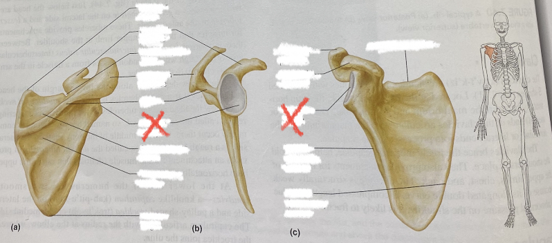 Humerus head articulates here