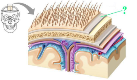 <p><span><span>Identify the indicated part of the coverings of the brain.</span></span></p>