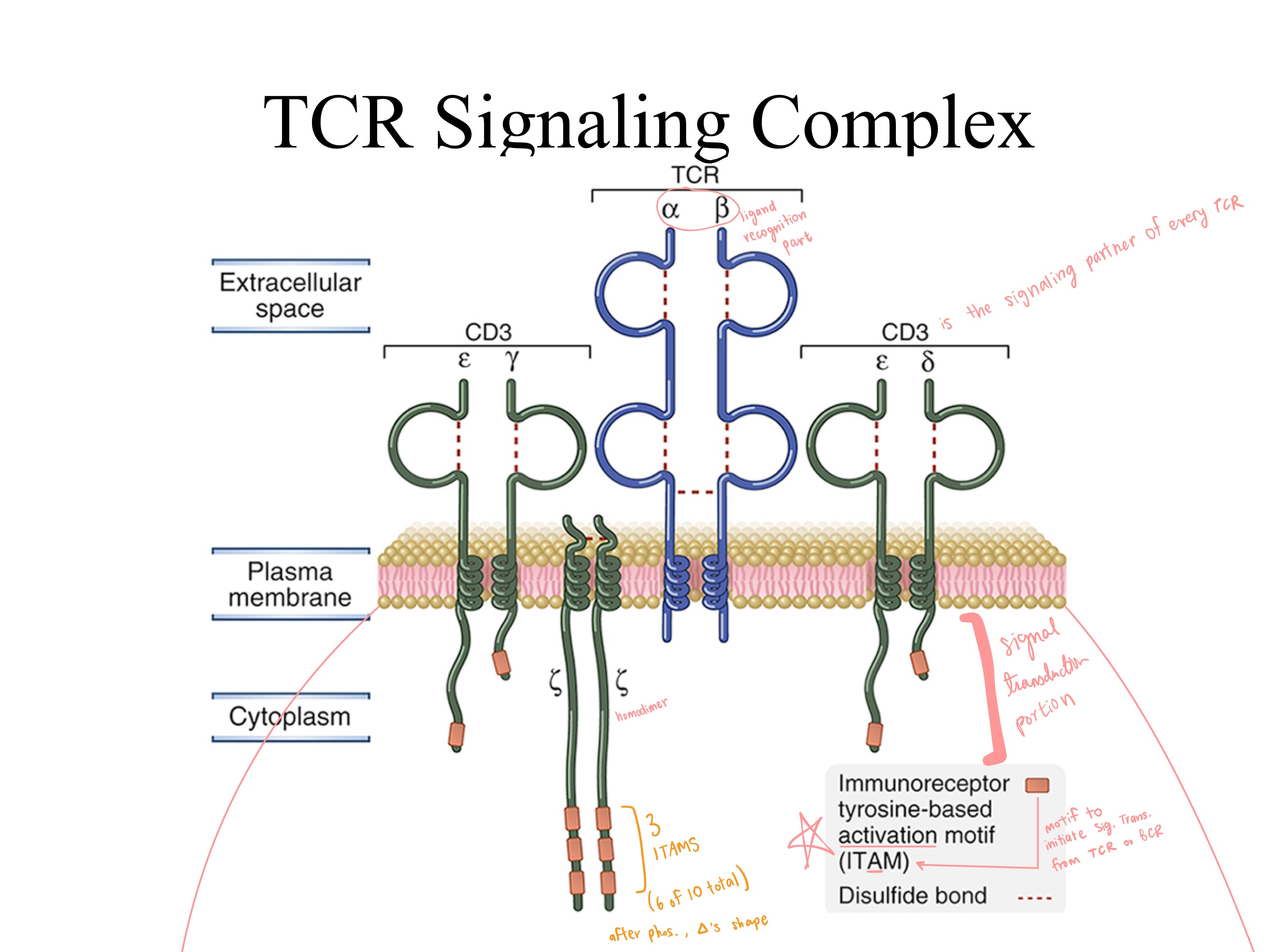 <p><strong>TCR Signaling Complex:</strong></p><ul><li><p>TCRs have _ and _ regions = ligand recognition portion.<br></p></li><li><p>CD3s have _ regions = signal transduction portion.<br></p></li></ul><ul><li><p>The TCR zeta chain exists as a _. <br>Each individual zeta chain contains _ Immunoreceptor Tyrosine-based Activation Motifs (ITAMs), meaning a single TCR complex contains a total of _ ITAMs from the two zeta chains.<br></p></li><li><p>What is the motif to initiate signal transduction in TCRs and BCRs?<br></p></li><li><p>What is the primary signaling partner of <em>every</em> TCR?</p></li></ul><p></p>