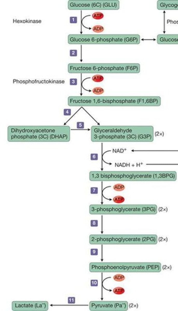 <p>Investment phase (costs 2 ATP) and Pay-off phase (produces 4 ATP).</p>