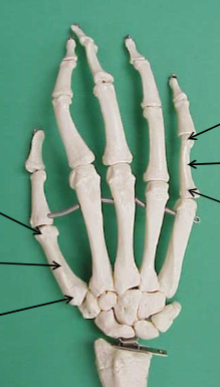 <p>What is the top arrow on the pinkie pointing to? </p>