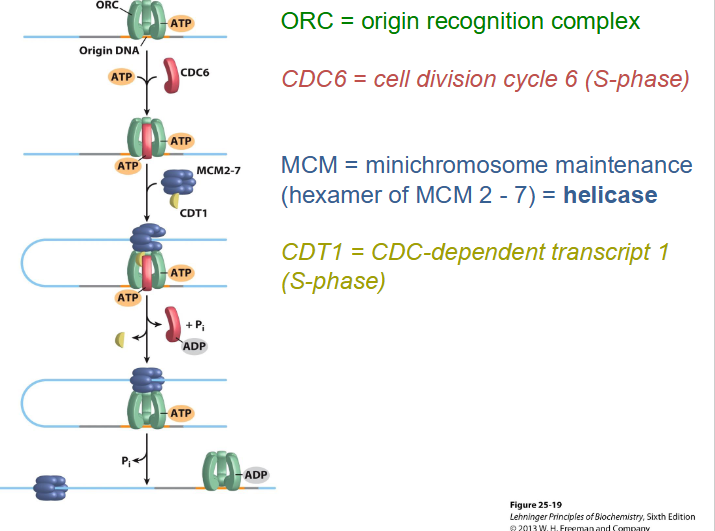 <p>Origin Recognition Complex (ORC)</p>