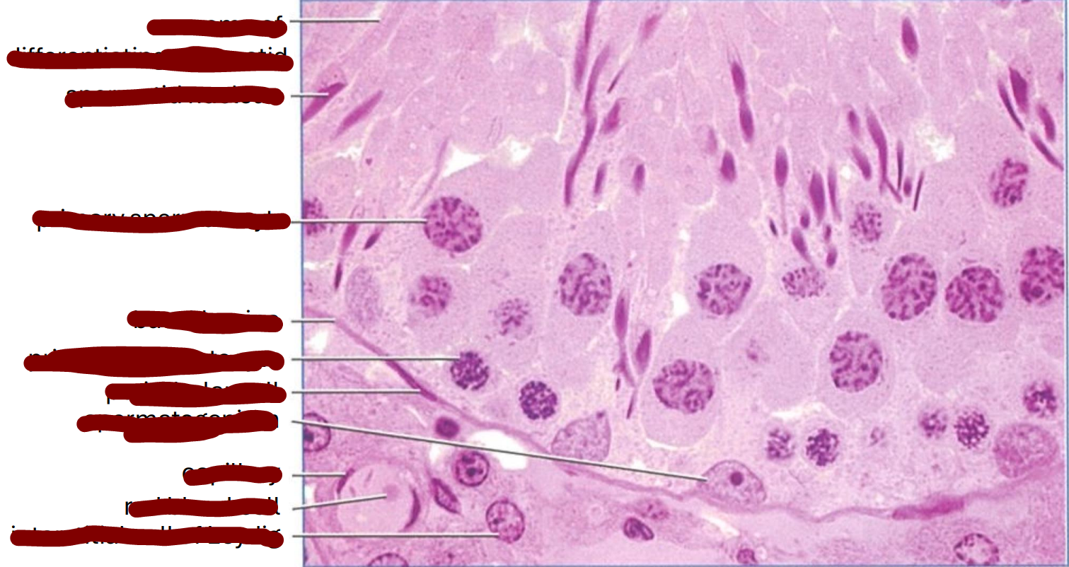 <p>transverse section of a rat seminiferous tubule </p>