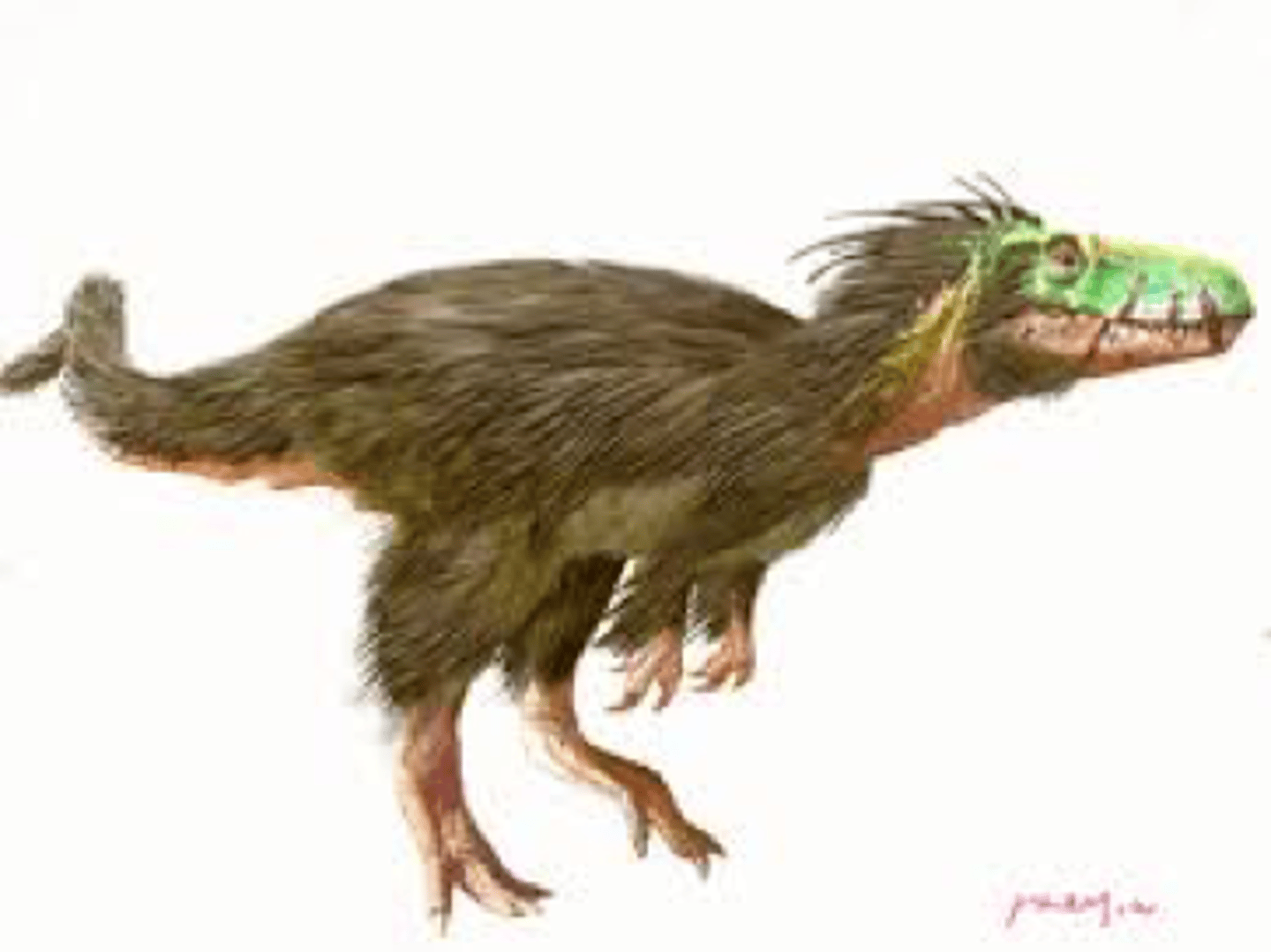 <p>The hypothetical precursors of bird feathers, believed to have been grown by certain dinosaurs.</p>