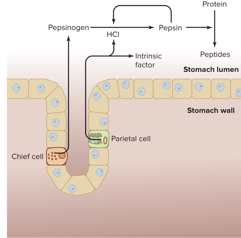 Conversion of pepsinogen to pepsin in the lumen of the stomach