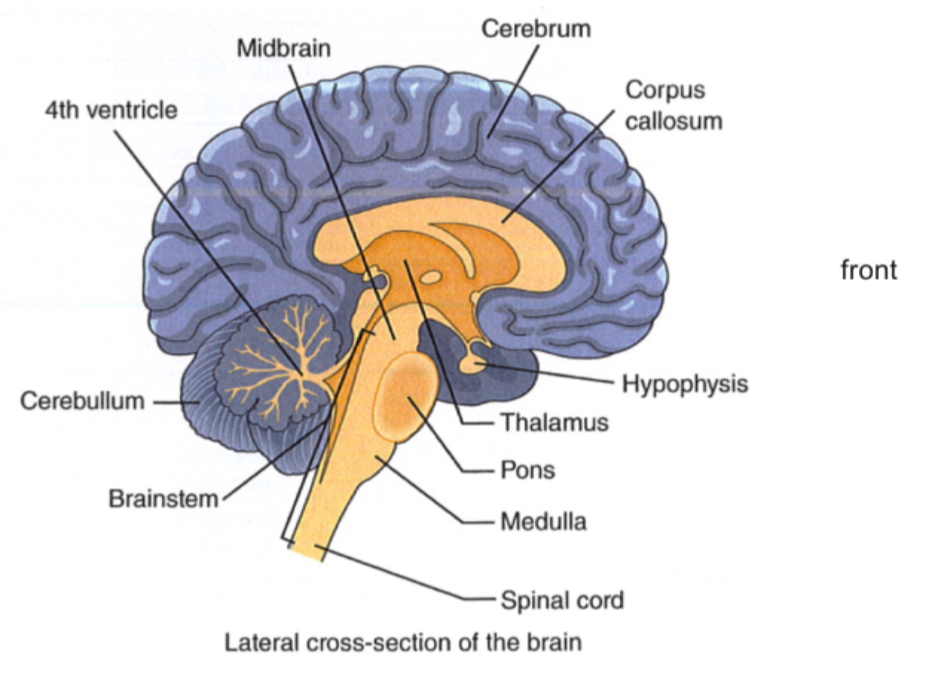 <ol><li><p>Forebrain</p><ul><li><p>Cerebrum</p></li><li><p>Subcortical structures</p></li></ul></li><li><p>Cerebellum</p></li><li><p>Brain stem</p><ul><li><p>midbrain, pons, medulla, cranial nerves</p></li></ul></li><li><p>Spinal cord</p></li></ol>