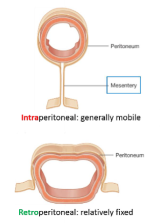<p>Intraperitoneal organs</p><ul><li><p> almost entirely wrapped in <strong>visceral</strong> peritoneum</p></li><li><p>usually suspended by mesentery in the abdominal cavity</p></li><li><p><strong>highly</strong> mobile</p></li></ul><p>Retroperitoneal organs</p><ul><li><p>lie behind the peritoneal cavity with only part of its surface covered by peritoneum.</p></li><li><p>generally immobile</p></li></ul><p></p>