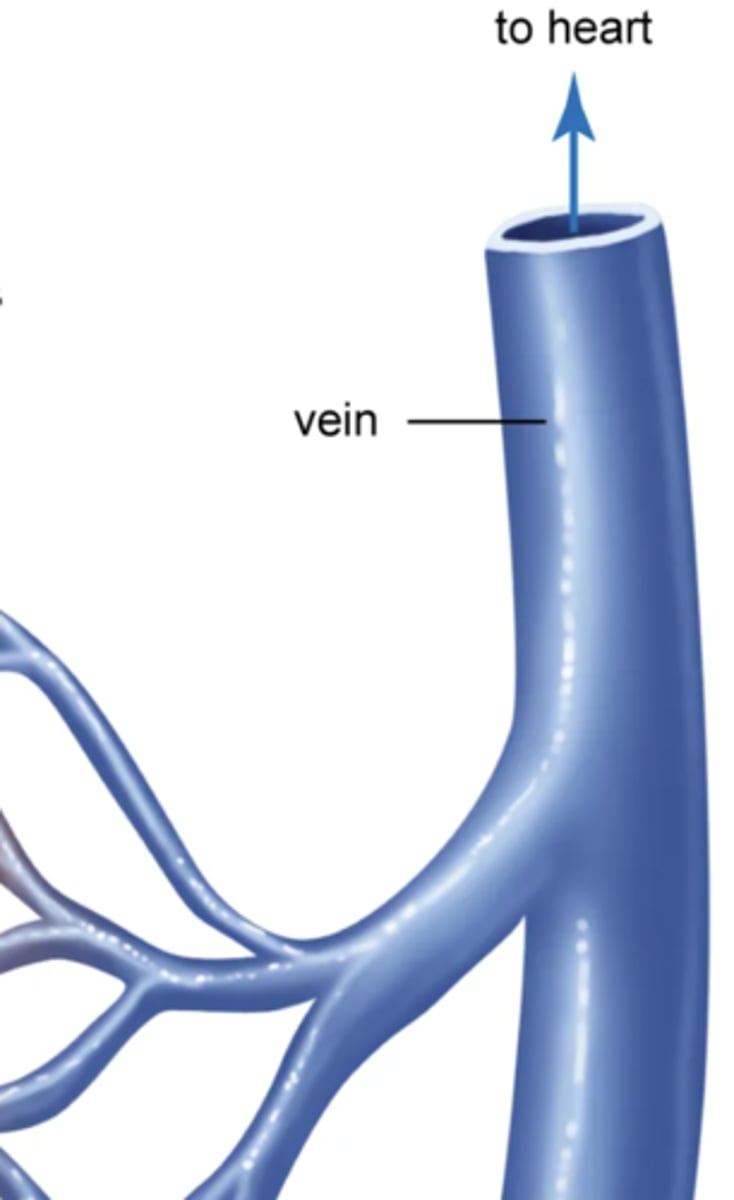 <p>carries blood from capillaries back to your heart, has a thin muscle tissue layer and valves</p>