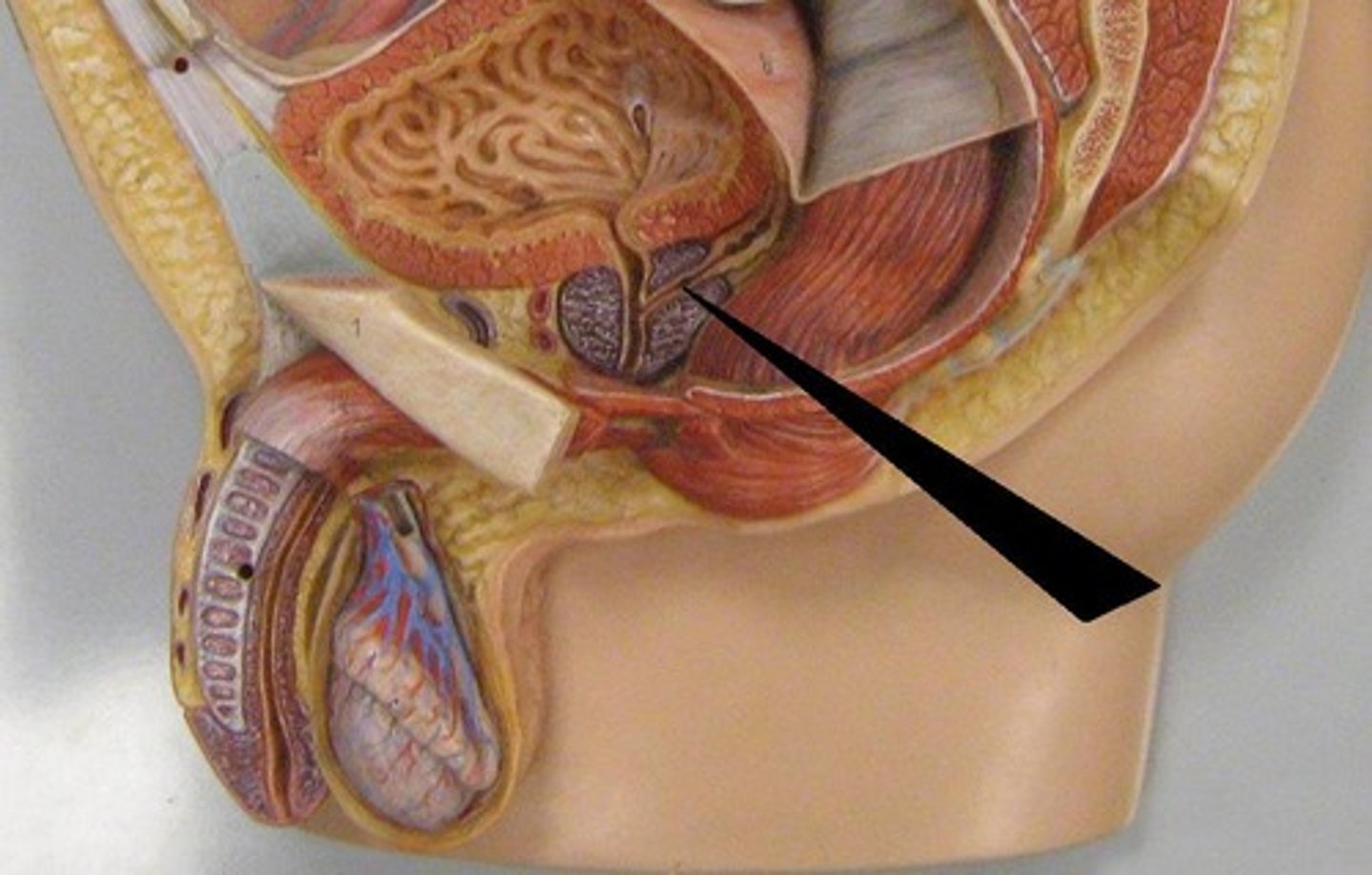 <p>tube through which semen enters the male urethra</p>
