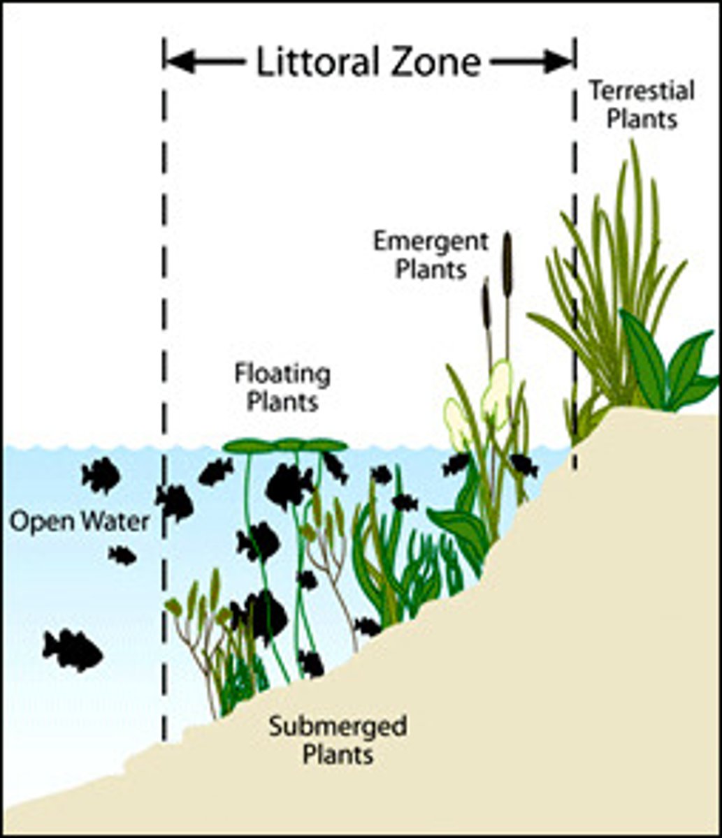<p>the shallow edge areas that provide enough light for rooted plants to grow</p>