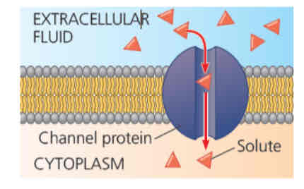 <ul><li><p>provide a hydrophilic passage to allow specific hydrophilic molecules (water, amino acids, glucose and glycerol) and ions to move across the hydrophobic core of the cell membrane</p></li><li><p>e.g.: proteins channels called aquaporins present in the cell membrane to facilitate the movement of water molecules across the membrane into/out of the cell</p></li></ul>