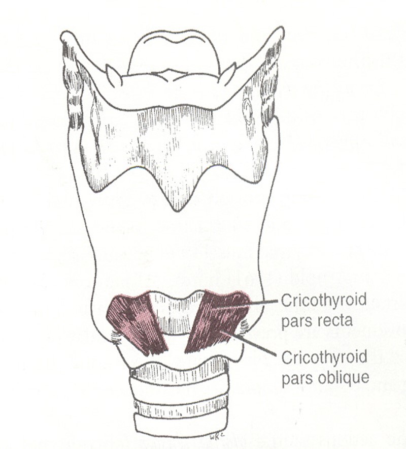 <p><span>origin:&nbsp; anterolateral arch of cricoid cartilage</span></p>