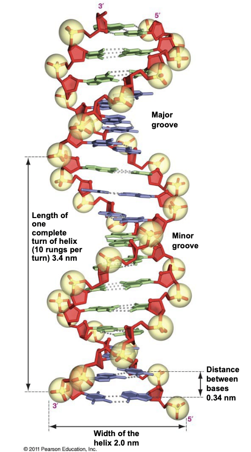 <ul><li><p>Occur in DNA double helices</p></li><li><p>Major Groove: the 2 sugar-phos backbones are more widely spaced, allowing DNA-binding proteins to recognize the nitrogenous bases in the interior</p></li><li><p>Important for transcription factors, enzymes etc.</p></li></ul>