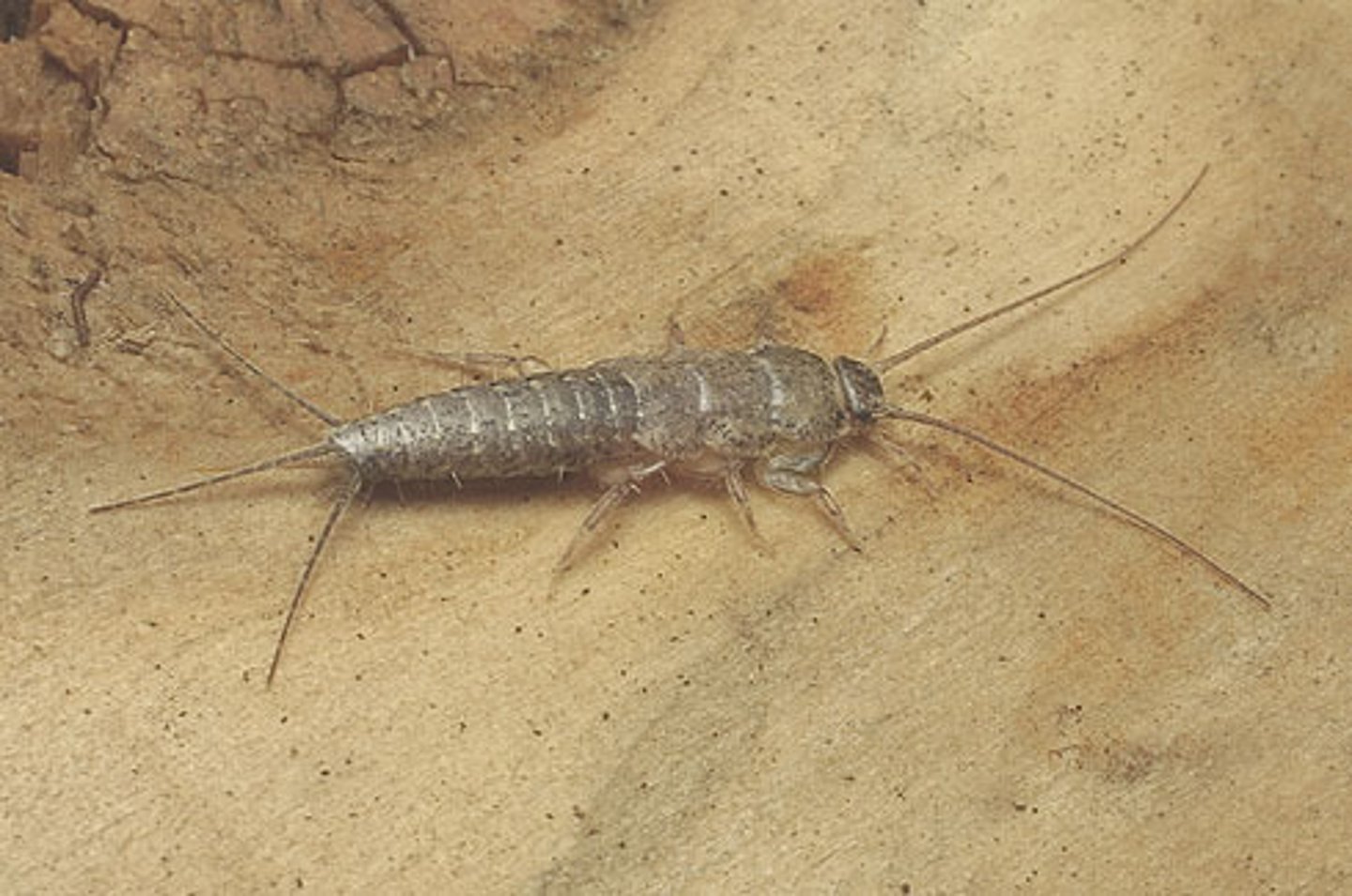 <p>Silverfish, firebrats</p>