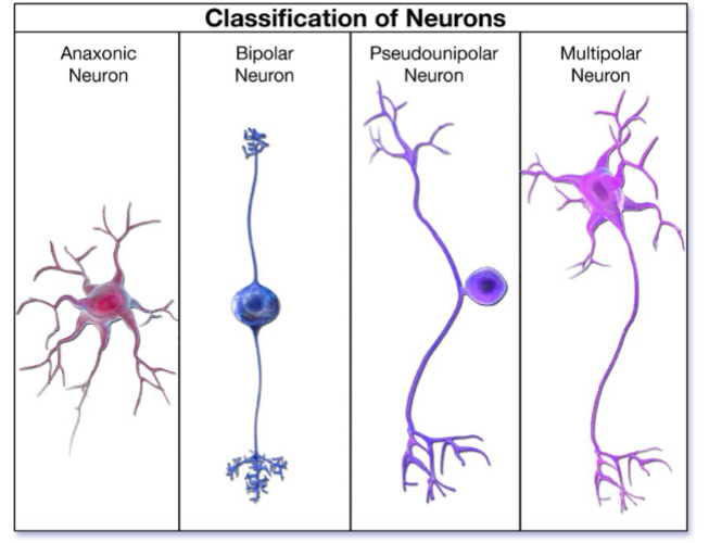 <p>A neuron where no axons are able to be differentiated from the dendrites</p>