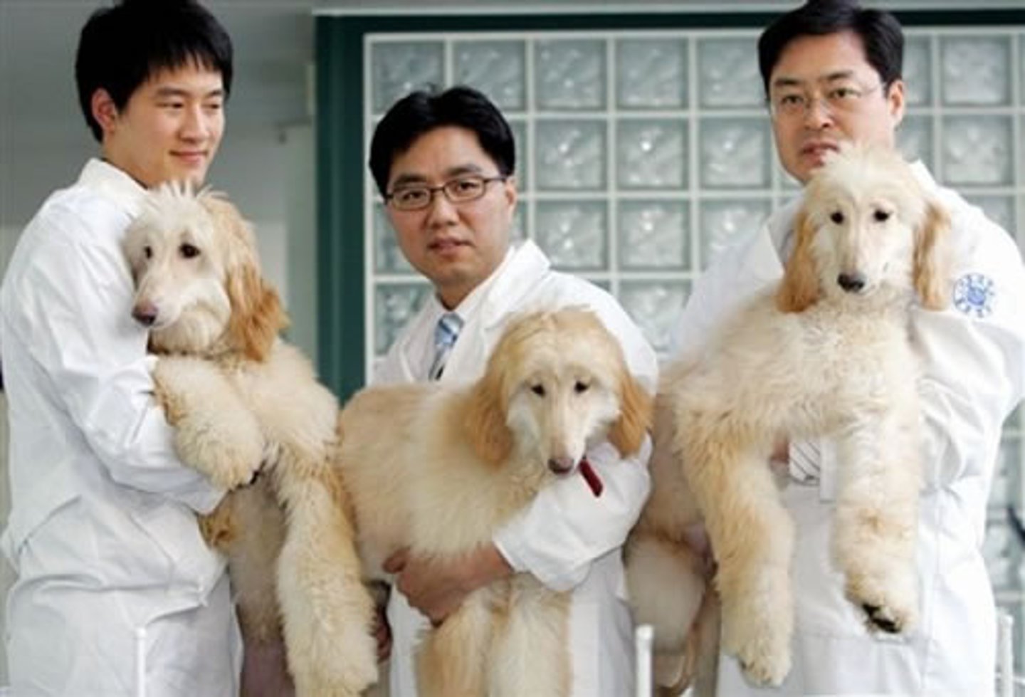 <p>A cell, group of cells, or organism that is genetically identical to a single ancestor. Can be natural (identical twins) or using technology.</p>