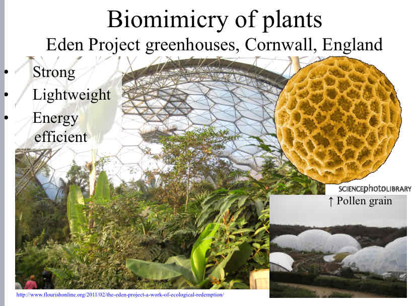 <p>Plant Biomimicry - Eden Project Greenhouses </p>