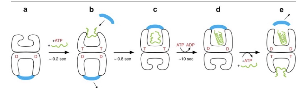 <p>Falsch gespaltetes Substratprotein bindet an die hydrophoben Bereiche in der inneren Oberfläche der offenen Gro EL zusammen mit ATP</p><p>GroES Klappe schließt und bildet ein Käfig</p><p>Im Käfig wird die Umgebung Hydrophil, was das Protein zum korrekten Falten bringt</p><p>Die hydrolyse von ATP führt zum Abbau des GRO ES EL</p>
