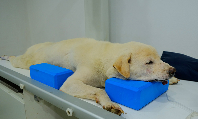 <ul><li><p>The dog is placed on its sternal side (laying on its belly)</p></li><li><p>Also known as ventral recumbency</p></li></ul>