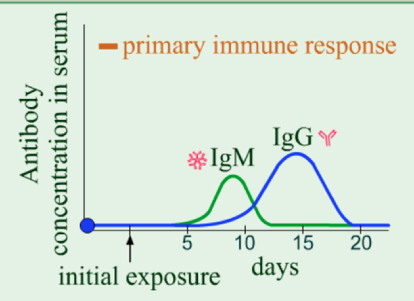 <p>a slow rise in the concentration of antibodies, followed by a gradual decline.</p>