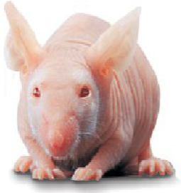 <p>MICE (Mus musculus)</p><p>Strain</p><p>Colour</p><p>Characteristics</p>