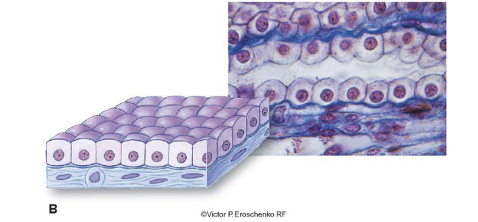 <p>short, box-like cells (one layer of square cells); active secretory or absorptive functions/transport usually through ATP consumption</p>