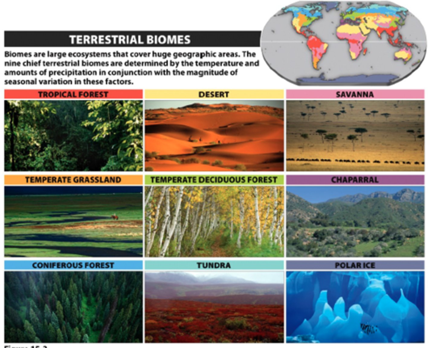<p>A geographic region of land categorized by a particular combination of average annual temperature, annual precipitation, and distinctive plant growth forms</p>