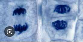 <ol><li><p><span>Chromatids reach the poles are now called chromosomes </span></p></li><li><p><span>Two new sets of chromosomes assemble at each pole</span></p></li><li><p><span>Nuclear envelope reforms around them so are now 2 nuclei</span></p></li><li><p><span>Chromosomes uncoil and nucleolus is formed  </span></p></li></ol><p></p>