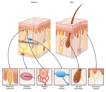 <p>Location: mostly skin (also visceral organs)</p><p>Stimuli = physical distortion (touch)</p><p>Subtypes:</p><ul><li><p>Meissner’s corpuscles - glabrous, low threshold touch</p></li><li><p>Merkel’s disk - glabrous, low threshold static touch</p></li><li><p>Ruffini’s corpuscles - glabrous and hairy, high threshold stretch</p></li><li><p>Pacinian corpuscles - largest, deepest vibration </p></li><li><p>Free nerve endings: glabrous and hairy, very high touch threshold</p></li></ul><p></p>
