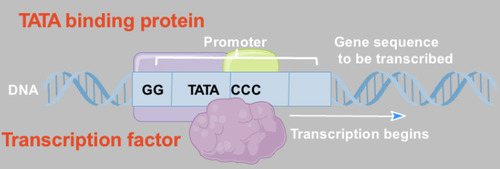 <p>Proteins that regulate the initiation of transcription. They signal for where RNA polymerase must bind. Ex: TATA-binding protein (TBP): binds to the TATA box</p>