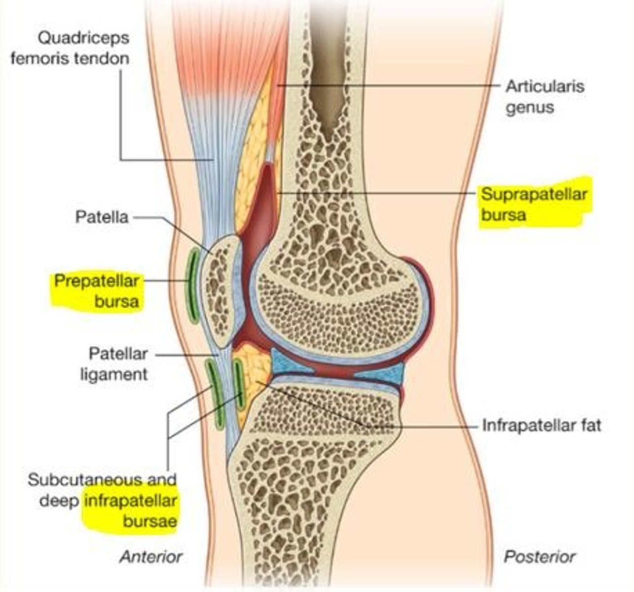 <p>1) Suprapatellar bursa</p><p>2) Prepatellar bursa</p><p>3) Superficial infrapatellar bursa</p><p>4) Deep infrapatellar bursa</p>