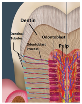 <p>tunnels from which odontoblastic processes run through</p>