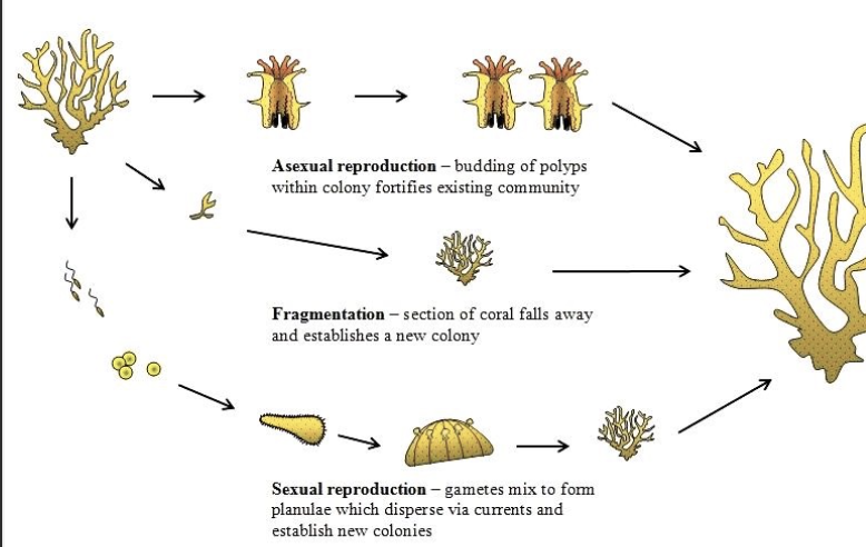 <p>Corals may reproduce sexually or asexually; coral spawning is when corals release eggs and sperm at the same time</p>