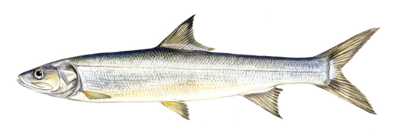 <p>tenpounders and ladyfishes</p><p></p><p>Key traits:</p><ul><li><p>9 spp</p></li></ul><ul><li><p>mostly marine, terminal mouth, gular plate, leptocephalus tail, fin forked, heavy scales, carnivores</p></li></ul><p></p>