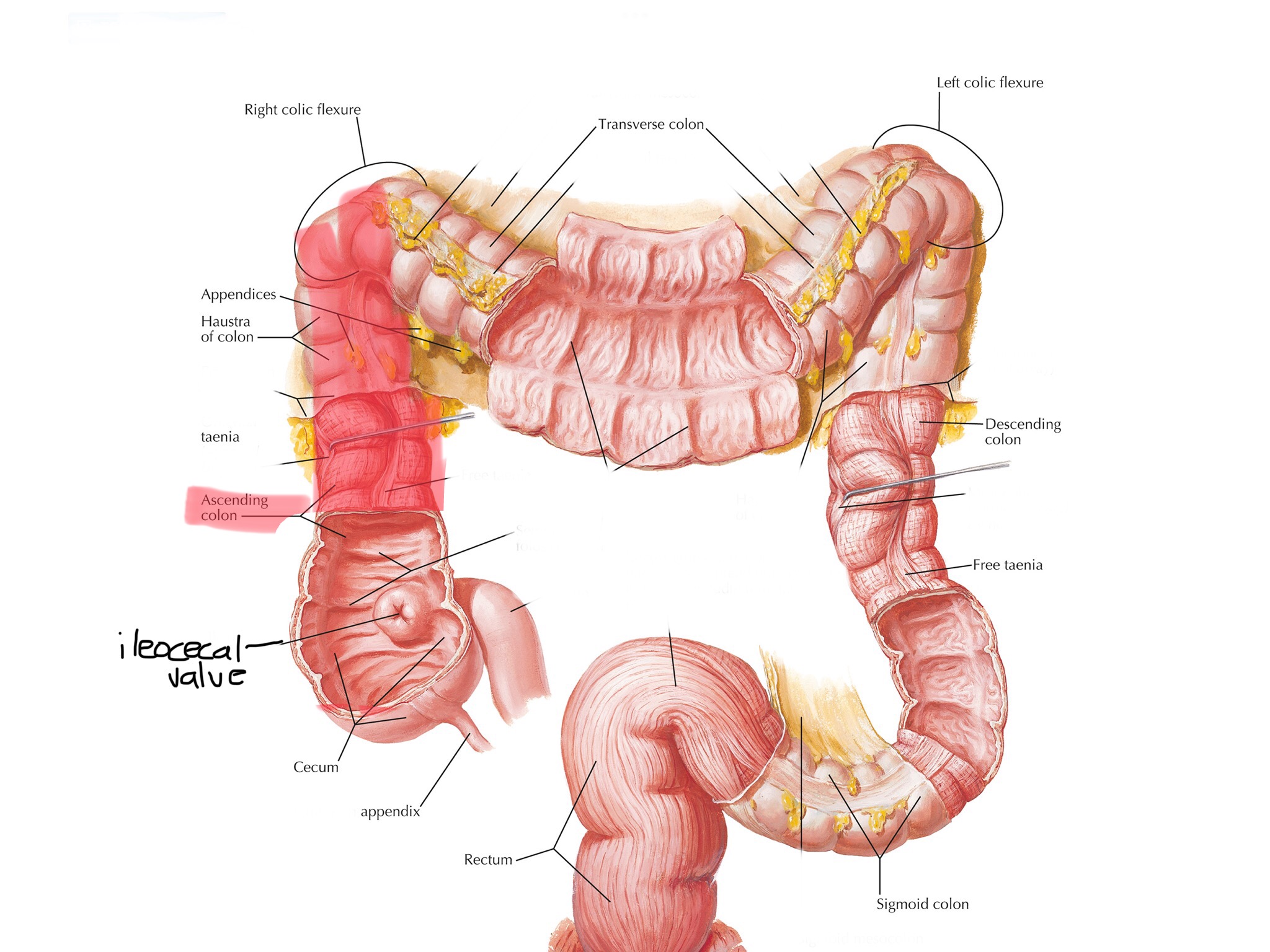 knowt flashcard image