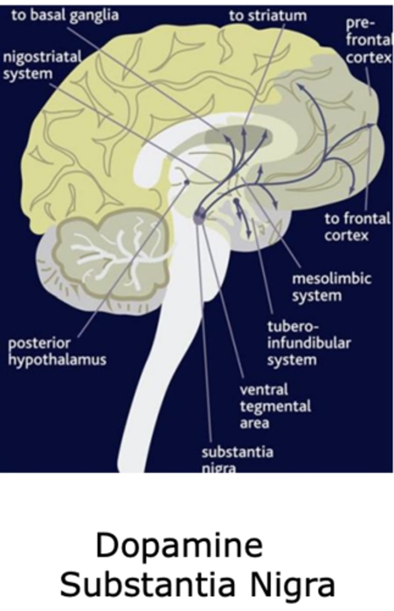 <p>Substantia nigra</p>