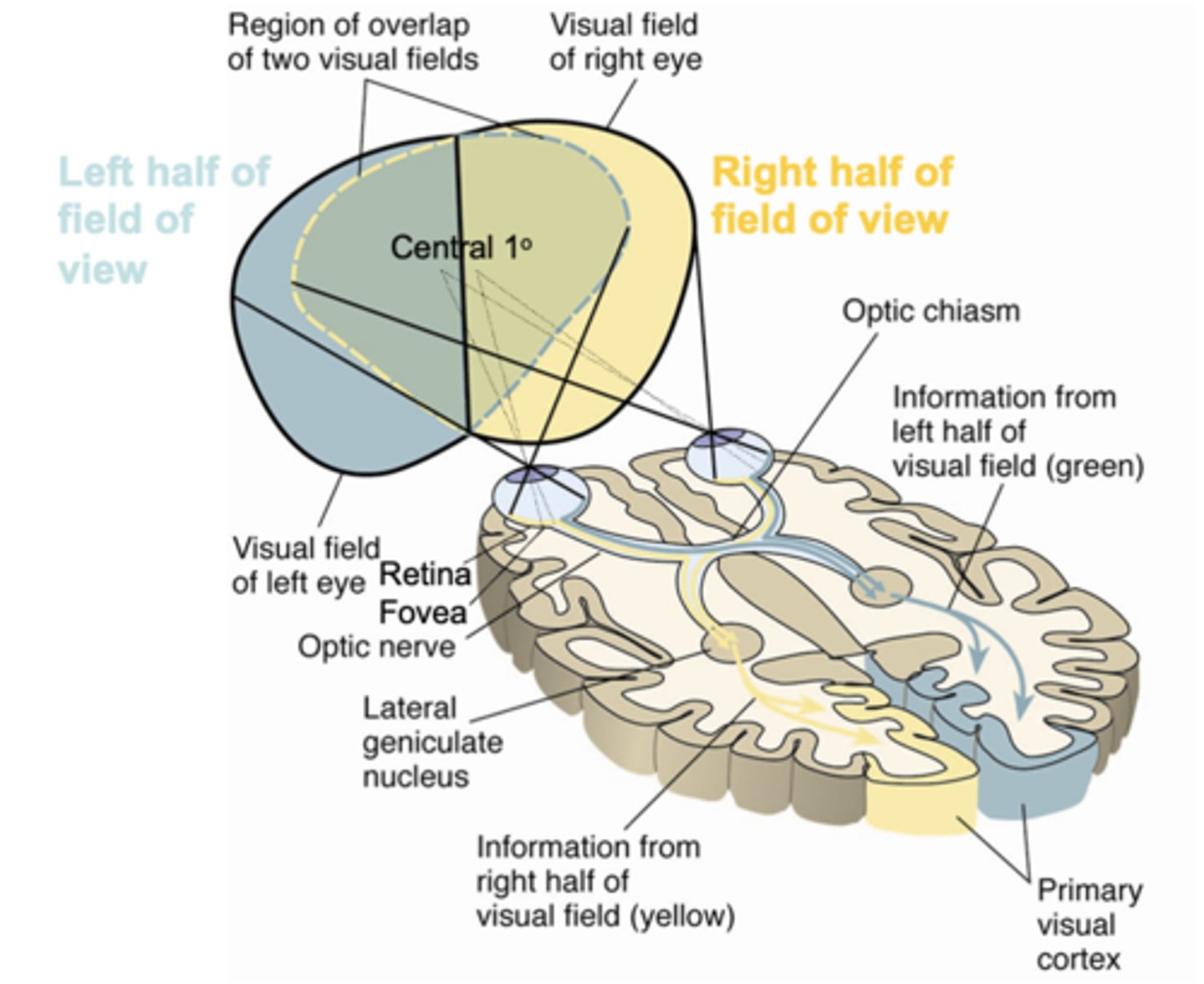 <p>- Each eye has a visual field from which visual information (light) can enter the retina and excite component cells.</p><p>- Central area of field of view (sharpest vision + colour vision) excites the fovea.</p><p>- From the retina via the optic nerve crossing into the optic chiasm, visual information is transmitted further up to the primary visual cortex via the lateral geniculate nucleus (thalamic relay station).</p><p>- Left field of view ends up in right visual cortex (vice versa).</p>