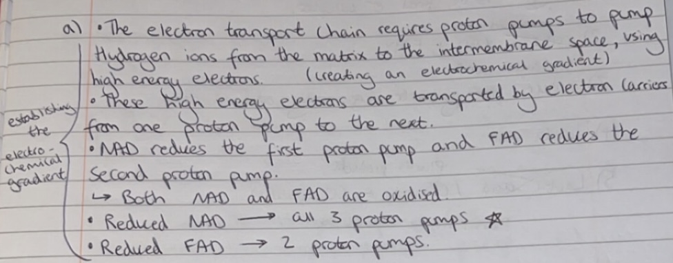 <p>Reduced NAD leads to the reduction of 3 proton pumps (forming 3 ATP).</p><p>Reduced FAD leads to the reduction of 2 proton pumps (forming 2 ATP).</p>