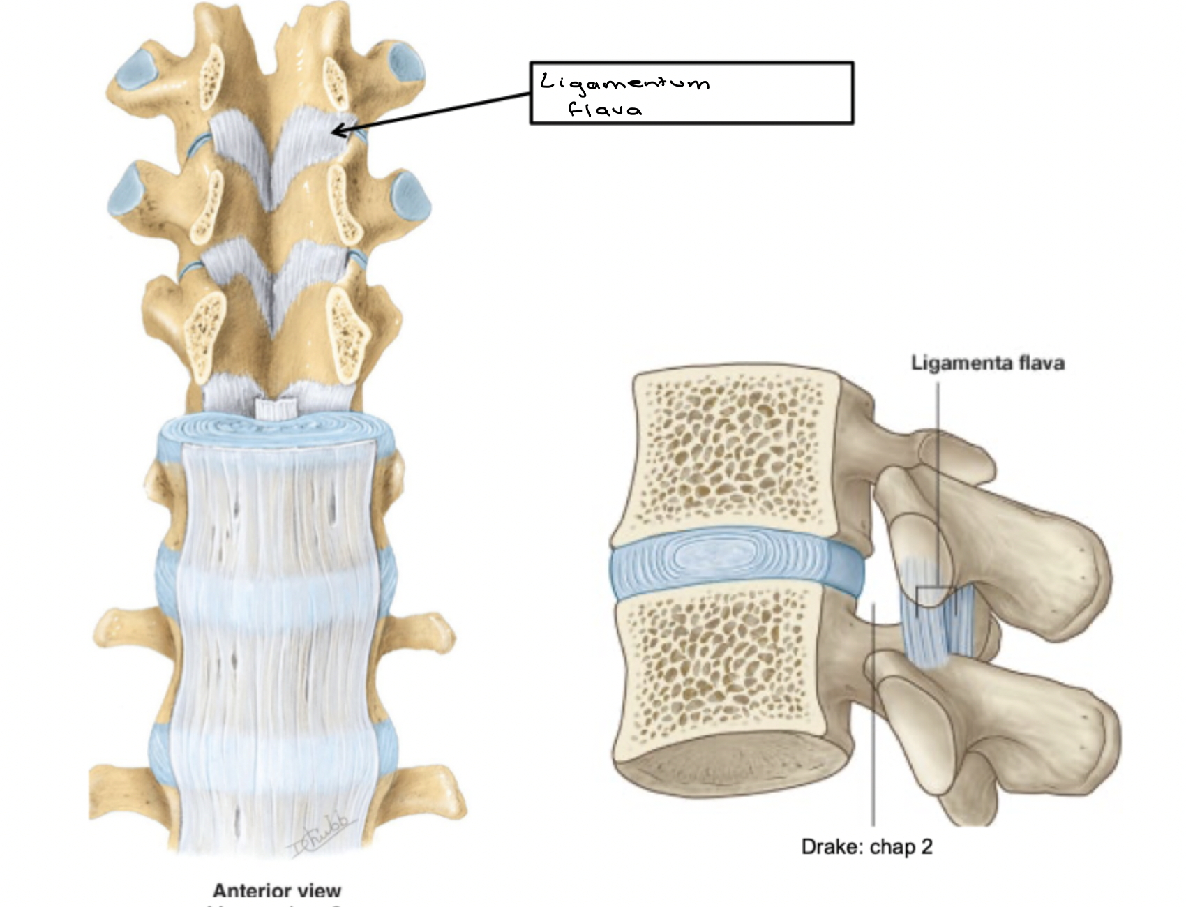 <p>It lies on the inner aspect of the inner aspects of the lamina of adjacent vertebra. It is located within the vertebral canal</p><p>Position: posterior</p><p>Function: limits flexion</p>