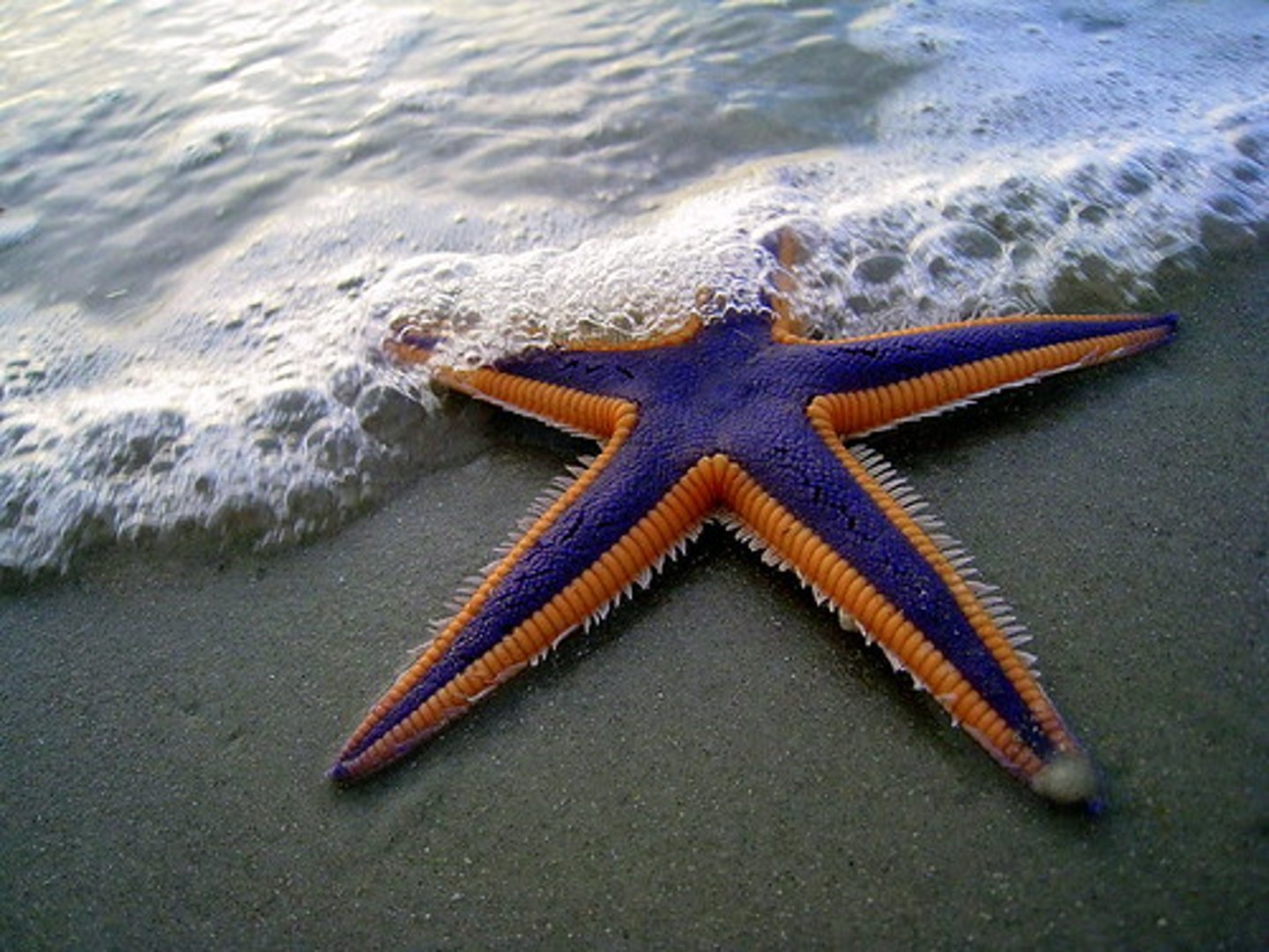 <p>starfish, sea star</p>