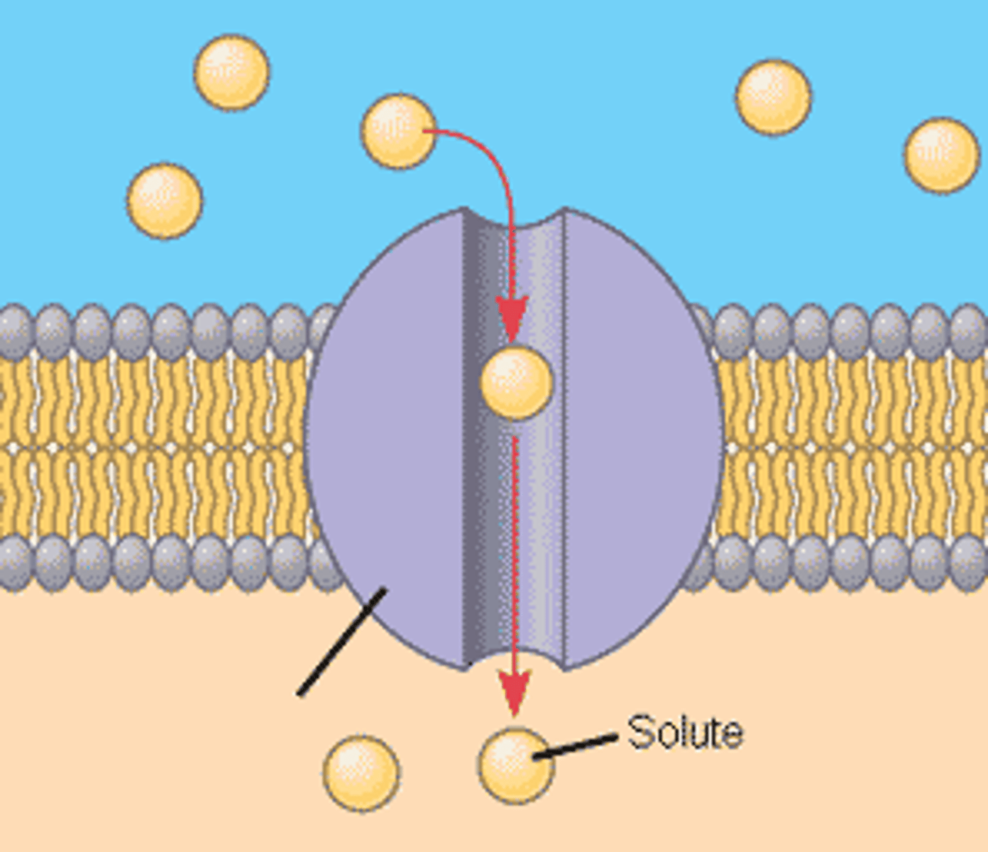 <p>Passageways a protein pore that spans a membrane, May have an open or closed gate. Used for water soluble molecules.</p>