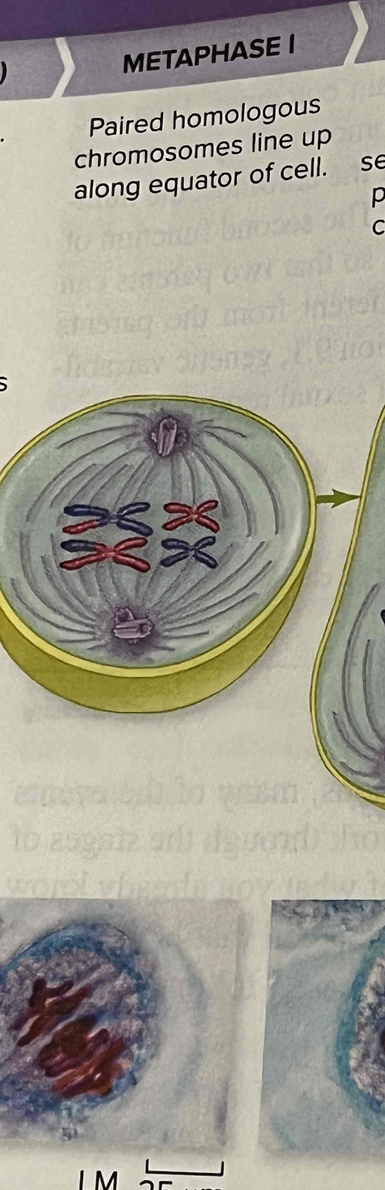 <p>Paired homologous chromosomes line up along equator of cell</p>
