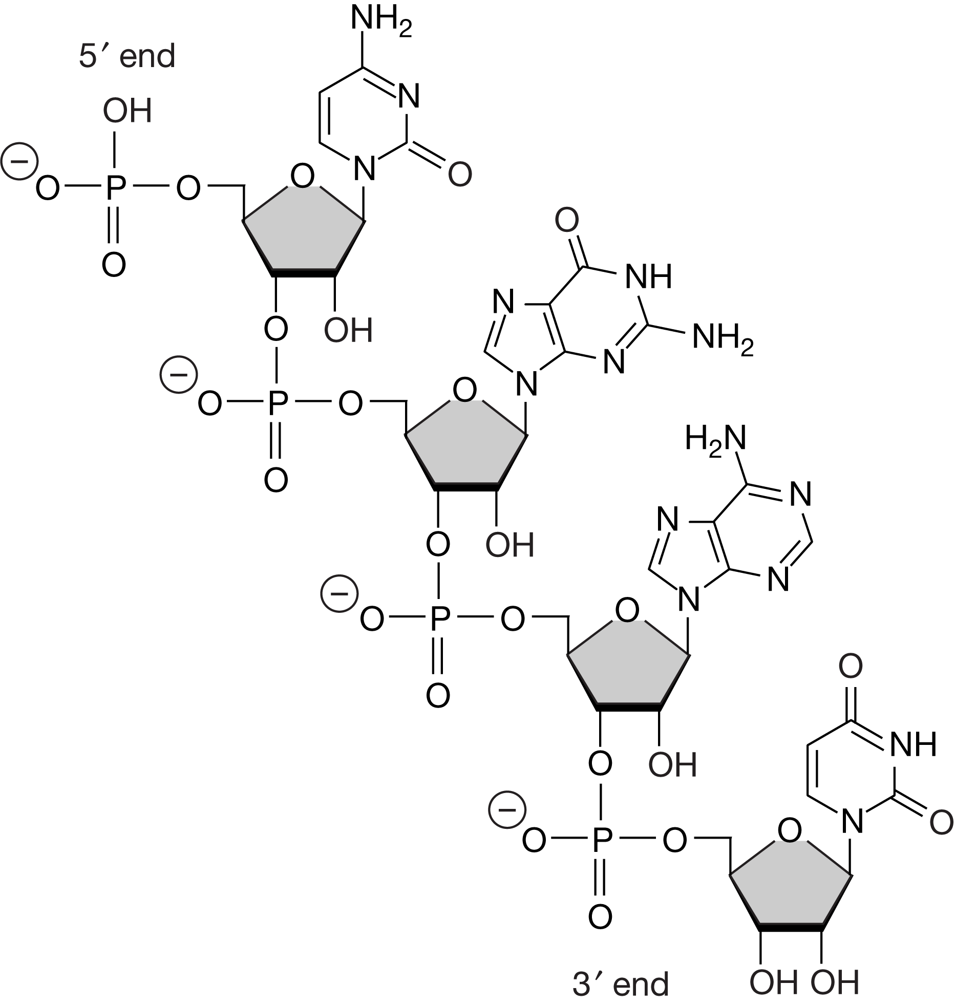 <p><span>Which of the following characteristics of Figure 1 best shows that the fragment is RNA and not DNA?</span></p>