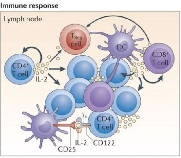 <p>promotes lymphocyte proliferation</p><p><strong>one of the most generic cytokines</strong></p>