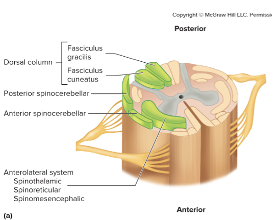 <p>Sensory Pathways </p>